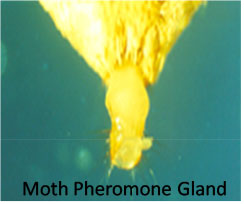 Pheremone